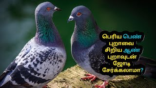 பெரிய பெண் புறாவை சிறிய ஆண் புறாவுடன்  ஜோடி சேர்க்கலாமா? | Pigeon breeding