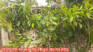 ফলসহ থাই বারোমাসি সবেদা গাছ কিনুন কম দামে || আতিফা নার্সারি বগুড়া ০১৯৪৯৮৮০০০৭