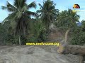 yangoru sausia road project