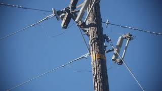 PG&E Power Pole Wood Peckers