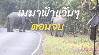 เรื่องราวของพลายเมฆา ตอนจบ   @นานาต่างๆ #ช้าง #ช้างป่า #ช้างเขาใหญ่ #elephant  #elephant