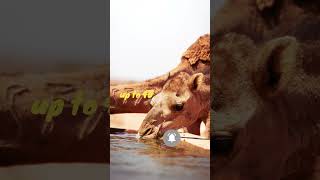 Thirsty Camel Drinks 40 Gallons of Water in One Go #shorts