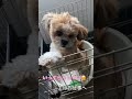 行ってらっしゃい😌 チワズー 犬