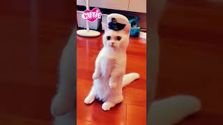 cute cat 😽😻🐈🥰😍😚#shorts #short