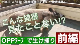 十津川じびえ塾「塾長捕獲日記39」 ～雌猪捕獲～