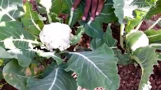 phool gobi ki harvesting /harvesting of cauliflower plants Urdu/ Hindi