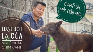 T2: Bí Quyết chăm Chó H'Mông Cộc - của Nghệ Nhân Chim Cảnh: Mộc Chào Mào/  NhamTuatTV