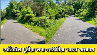 সেউজীয়া পাতৰ এক ধুনীয়া মনোৰম দৃশ্য পথ || Beauty Natural video