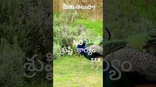 #Do you know shocking facts about Peacock no sex for reproduction ||no sex|| Peacock facts||shorts|