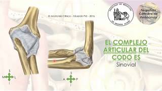 L2.2 | Complejo articular del codo | Anatomía 2 | FMed UBA