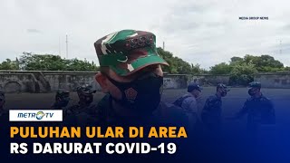 TNI Temukan Puluhan Ular di Area RS Darurat Covid-19