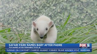 Safari Park Names Tamandua Pup After Fernando Tatis Jr.