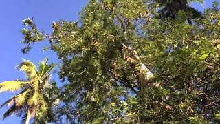 Tamarind Harvest