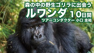 森の中の野生ゴリラに出会う 癒やしのルワンダ 10日間／ツアーコンダクターからの手紙