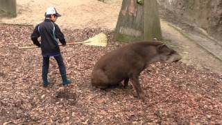 平川動物公園　飼育体験教室（バク）