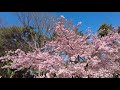 【桜前線2021】河津桜、満開！│rinshinomori park│東京・林試の森公園【4k│dji pocket2】