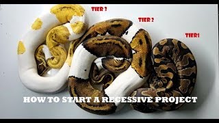 HOW TO START OFF A RECESSIVE BALL PYTHON PROJECT(OUR OPINION)