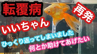 【金魚 転覆病】緊急事態‼︎いいちゃん、完全にひっくり返ってしまいました…