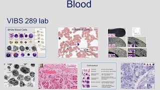 Medical School Histology Basics - Blood