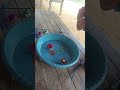 Mainan Beyblade #shorts #beyblade #videoviral #shortsfund