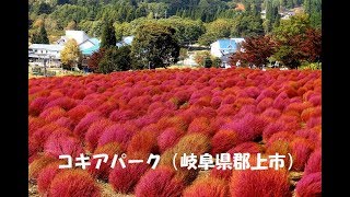 コキアパーク（岐阜県郡上市高鷲町）