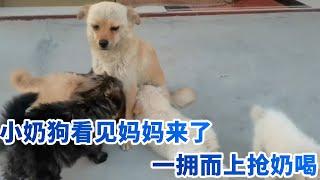 小奶狗看见妈妈来了，一拥而上抢奶喝