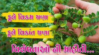 ફૂલે વિક્રમ અને ફૂલે વિક્રાંત ચણા ની વિશેષતાઓ || ચણા નું બીયારણ #gram #ચણા