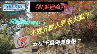 《紅葉迴廊》不經元朗直入大棠？紅葉有幾紅？去埋千島湖 Maple leaf Tai Tong Thousand Island@BillyLauGuide