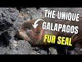 Exploring the Galapagos Fur Seal: A Unique Species