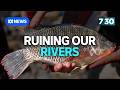 Rare species call the Mary River home but it's under threat | 7.30