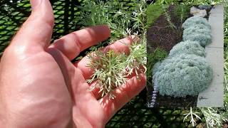 Look for THIS when buying plants to PROPAGATE (Artemisia)