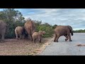 massive elephant fart on safari at addo nationalpark riesiger elefantenfurz auf safari