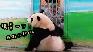 圓寶認真上課中，終於等到點心課，圓寶不想下課|熊貓貓熊The Giant Panda Yuan Yuan and Yuan Bao|台北市立動物園