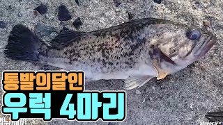 캠낚세끼 / 섬에서 한달캠핑! 통발에서 우럭이... / 추자도 낚시n캠핑 / Camping\u0026MukBang / Eating Show