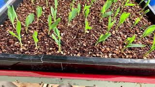 Hydroponic sweet corn