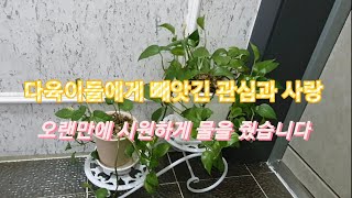 #다육이들에게 관심을 빼앗긴 우리집 횡잉식물과 관엽들 물주기~