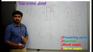 Anatomy of Suprarenal gland - Simplified & made easy for beginners