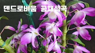 덴드로비움 금채석곡 #덴드로비움 #금채석곡 #노빌 #Dendrobium