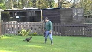 Steppe Eagle at Hagley Falconry Centre