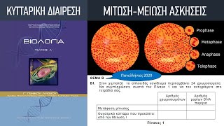 Κεφ. 4: Κυτταρικός κύκλος | 5. Απλοειδής (n), διπλοειδής (2n), χρωμοσώματα, χρωματίδες, μόρια DNA