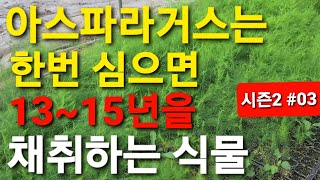 최고 소득 작물 아스파라거스 시즌2  ※03