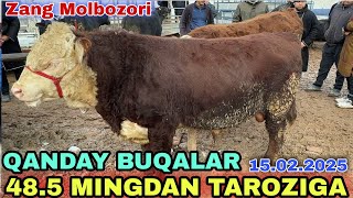 ZANG MOLBOZOR SURXONDARYO MUZRABOT BOQMA KICHIK BUQALAR NARXLARI 15.02.2025