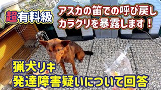 【超有料級】猟犬の子犬アスカの笛での呼び戻し訓練の裏側を暴露！猟犬リキの発達障害について回答します。