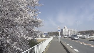 20180327川越サクラ満開