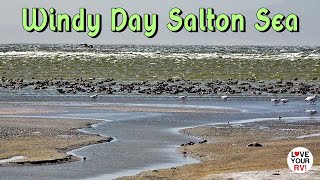 Interesting Landscapes \u0026 Shorebirds - Windy Day on the Salton Sea in the Southern California Desert