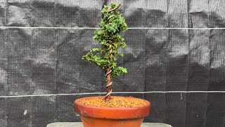 石化ヒノキの植え替えと針金で幹をねじる！ bonsai 【 盆栽 #81 】 Repotting petrified cypress and twisting the trunk with wire