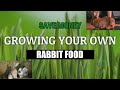 SAVE MONEY GROWING YOUR OWN RABBIT FOOD