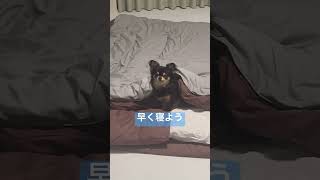 自分のことを人間だと思っているチワワの大吉♪／ロングコートチワワ ブラックタン／子犬の飼い方育て方／室内犬 初めて飼う／子犬の成長記録／ペットおもしろ動画／可愛いチワワの映像／【暴れん坊 大吉】