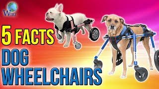 Dog Wheelchairs: 5 Fast Facts