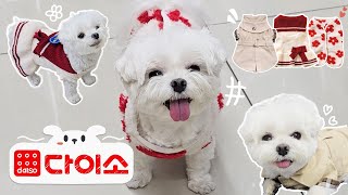 다이소에서 안 사면 후회하는 강아지 옷 추천🐶💛 말티즈 봉봉이의 멍멍룩북 + 이벤트🍀